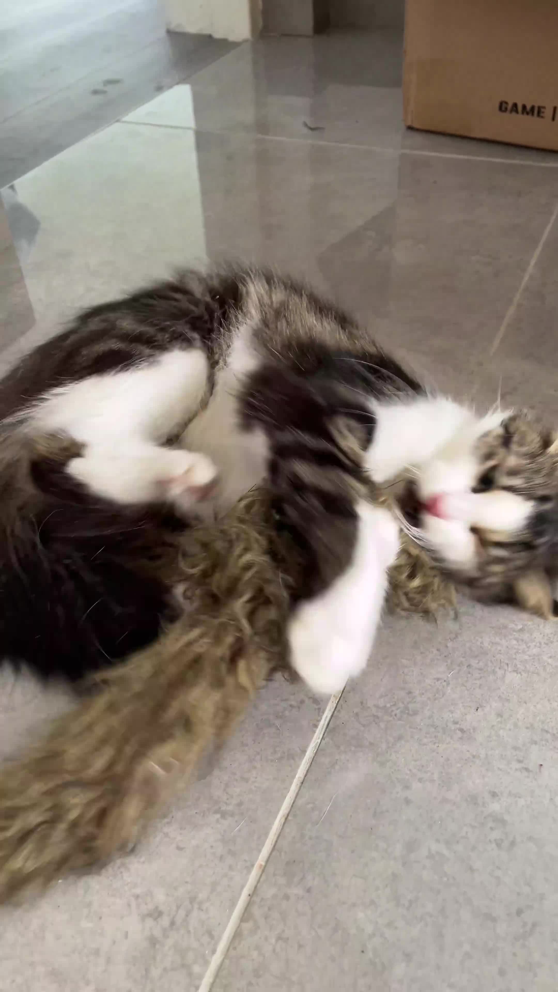 Mixed Breed cats for sale: 🐾 Three Beautiful Cats Looking for Loving Homes  - Video 1