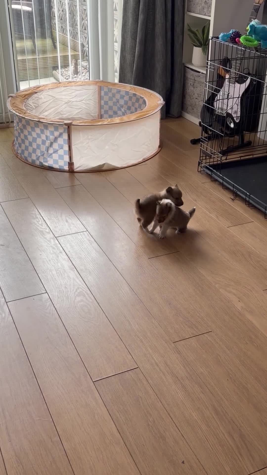 Shetland Sheepdog dogs for sale: Shetland Sheepdog Puppies in Glasgow - Video 1