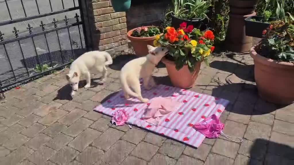 Siberian Husky dogs for sale: 2 female Beautiful White Husky Puppies Ready Now. - Video 5