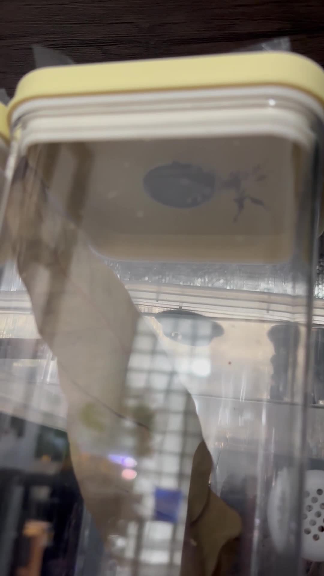 Praying Mantis invertebrates for sale: Praying Mantis - 5 different breeds in Stafford - Video 2