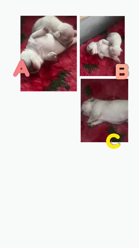 French Bulldog dogs for sale: ⚡️🐾 4 adorable French bulldog puppies 🐾⚡️ - Video 1