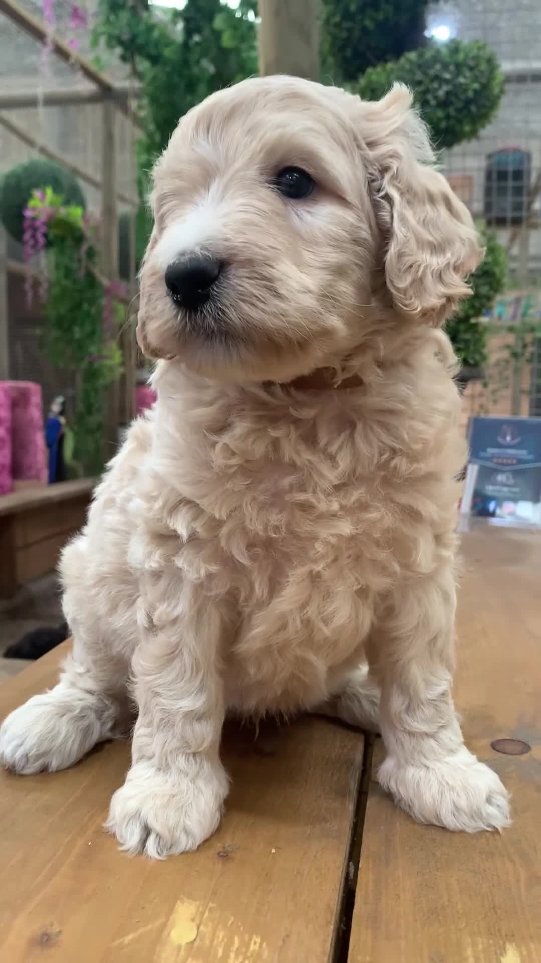 Bernedoodle dogs for sale: Medium Size Bernedoodle F1 puppies.  - Video 1