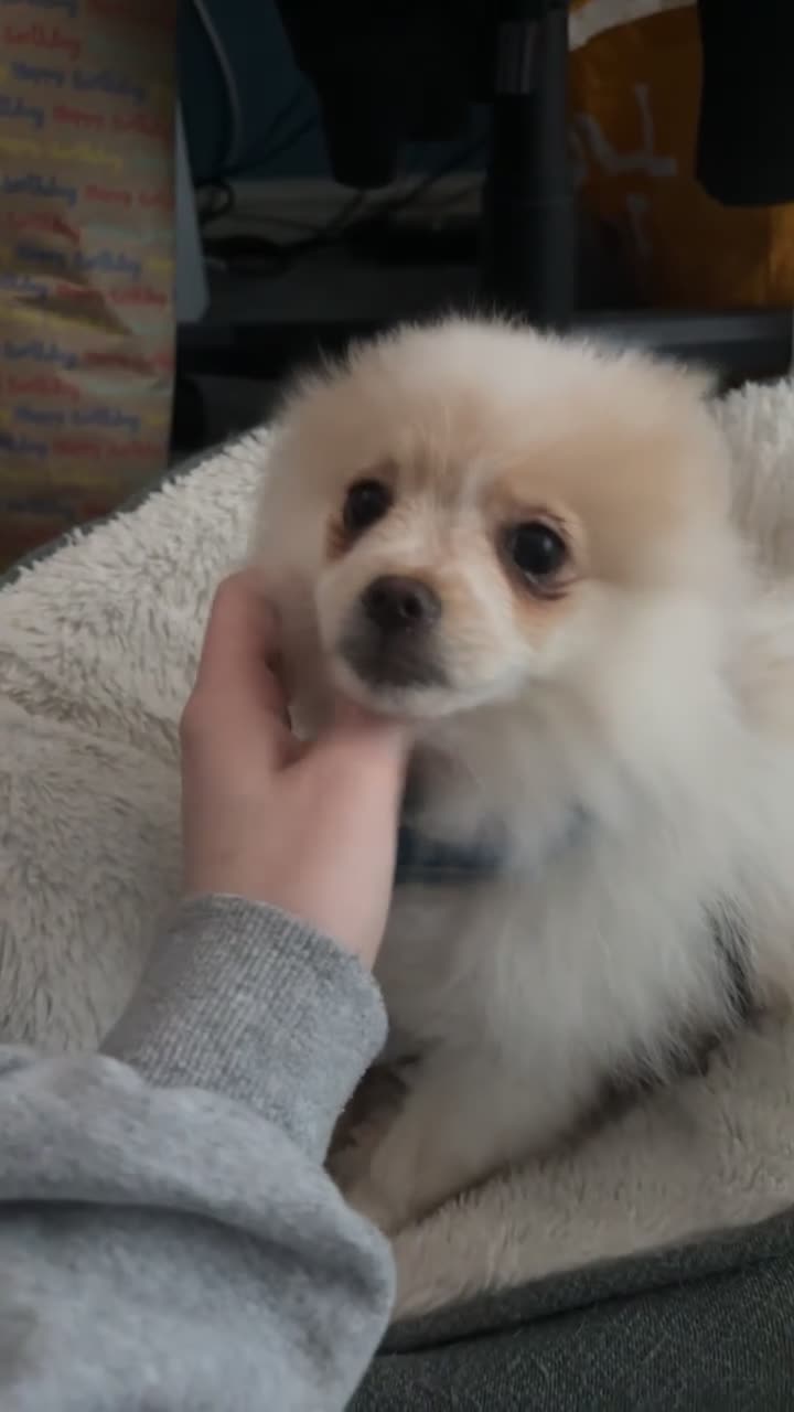 Pomeranian dogs for sale: Beautiful Pomeranian puppy for sale - Video 1