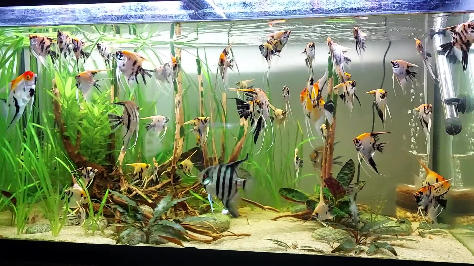 Angelfish fish for sale: Koi Angelfish - Video 2