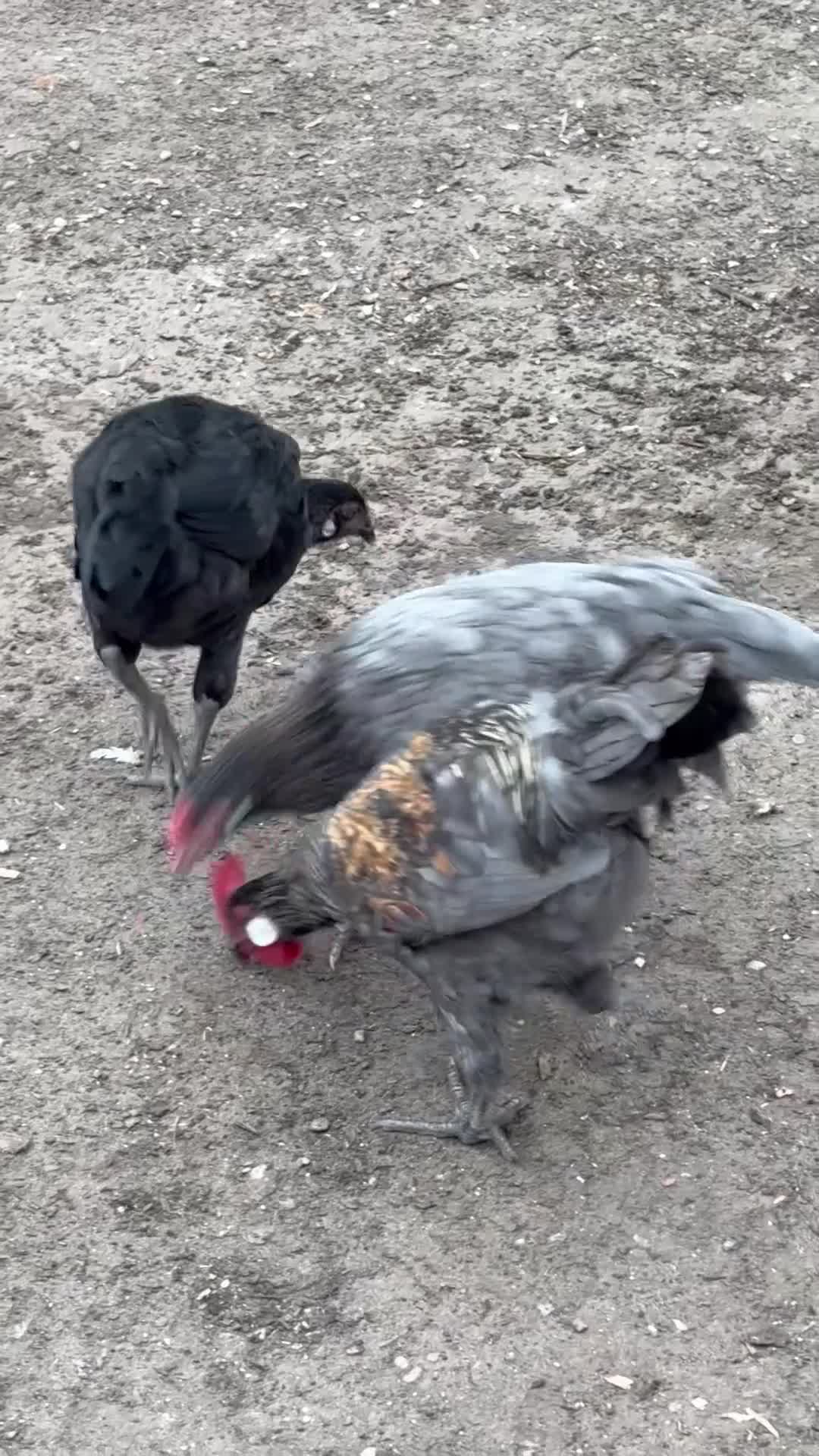 Mixed Breed livestock for sale: 5 months old chickens - Video 1