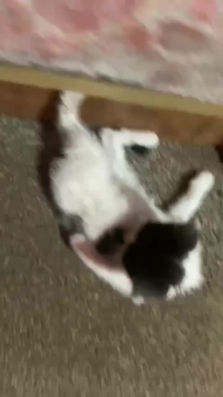 Mixed Breed cats for sale: Four adorable, cuddly kittens - Video 2