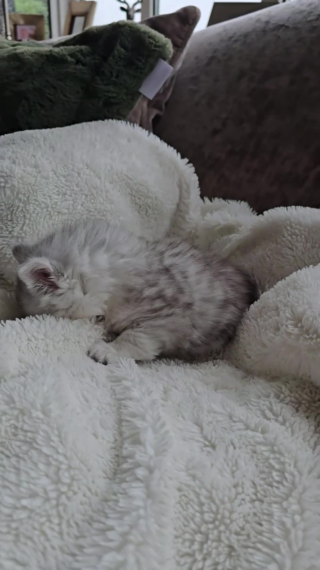 British Longhair cats for sale: Most Beautiful British Longhair Kittens - Video 1