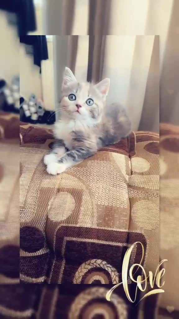 Domestic Shorthair cats for sale: Domestic Shorthair - Video 1