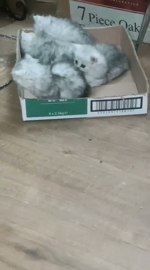 Persian cats for sale: Adorable Persian Kittens - Video 1
