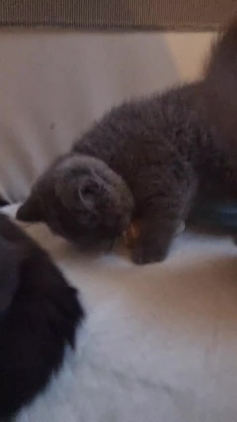 British Shorthair cats for sale: Left 3 BSH Kittens Pedigree GCCF Ready 2 July 2026 - Video 2