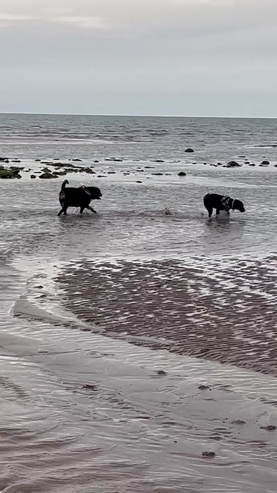 Mixed Breed dogs for sale: Labrador x Rottweiler in Millom - Video 1