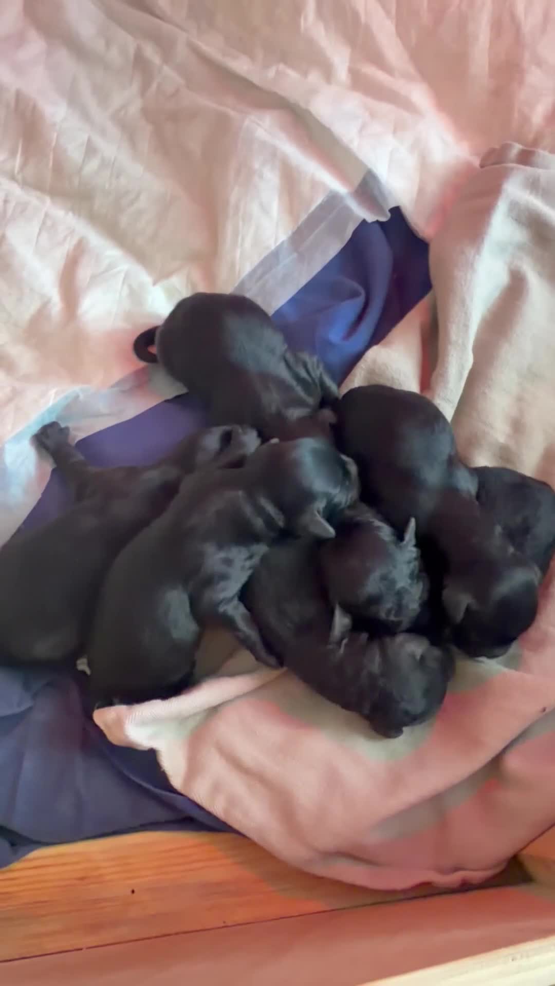 Cockapoo dogs for sale: Cockapoo F2 puppies  - Video 3