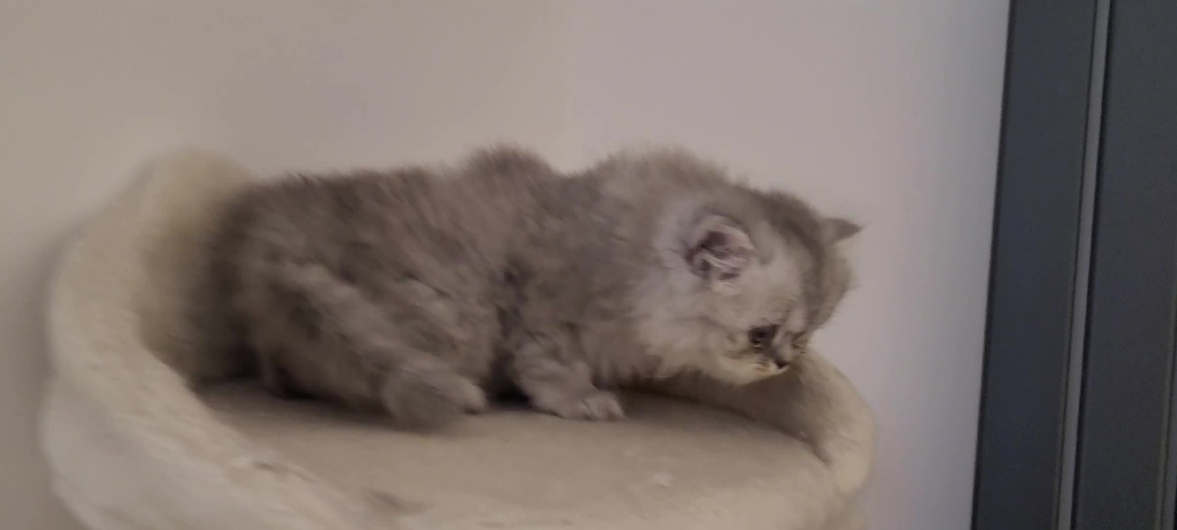 Persian cats for sale: BEAUTIFUL PERSIAN KITTEN GIRL DOLLFACE FOR SALE - Video 2