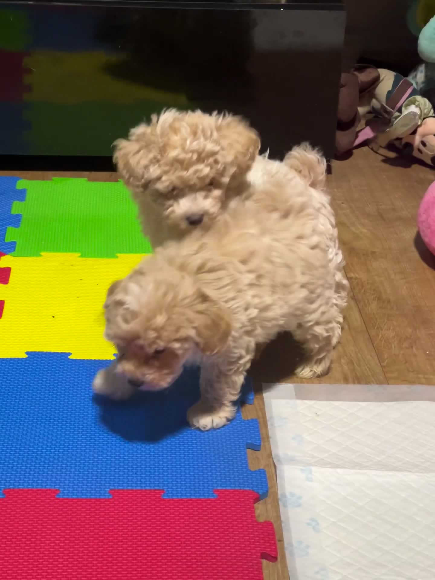 Maltipoo dogs for sale: Maltipoo F1 Males💙 - Video 2