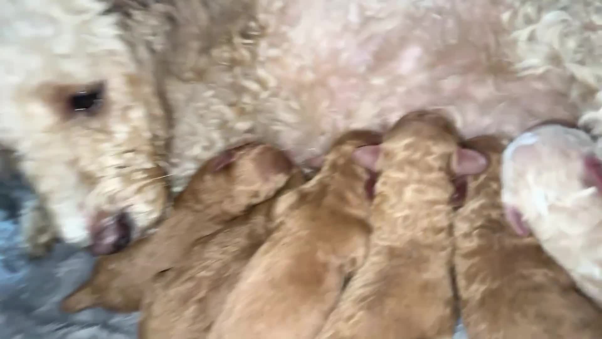 Toy Poodle dogs for stud: Ralph - Stud KC registered Toy Poodle  in Swadlincote - Video 1