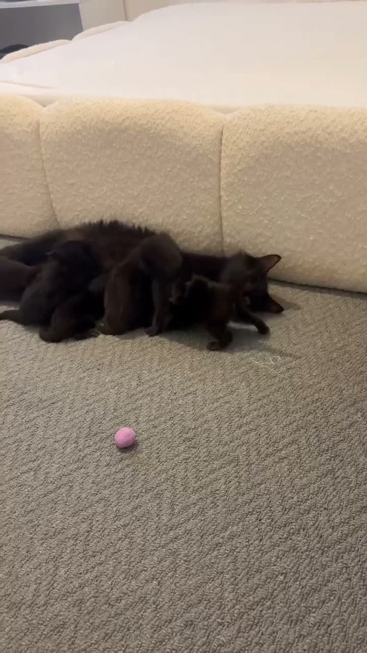 British Longhair cats for sale: Beautiful kittens looking for a loving home - Video 2