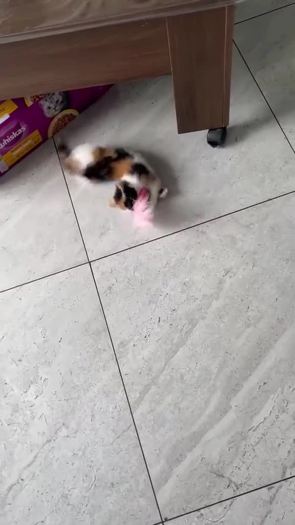 Mixed Breed cats for sale: 4 kittens mixed breed in Greenford - Video 2
