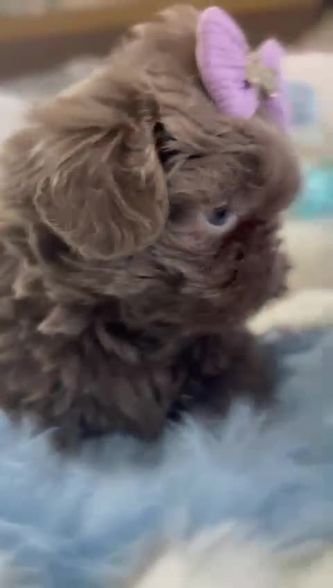 Shih Tzu dogs for sale: HEALTH TESTED KC Reg Female - Video 2