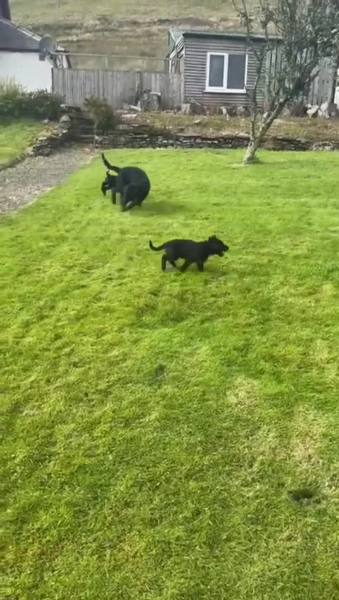 Bordoodle dogs for sale: Border Collie x Poodle - Video 1