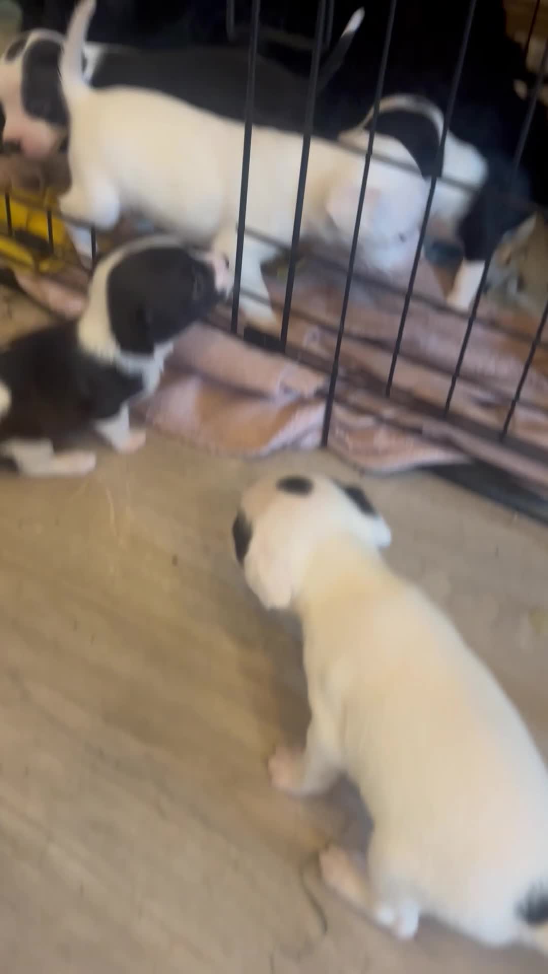 Mixed Breed dogs for sale: Cocker Jack - Video 1