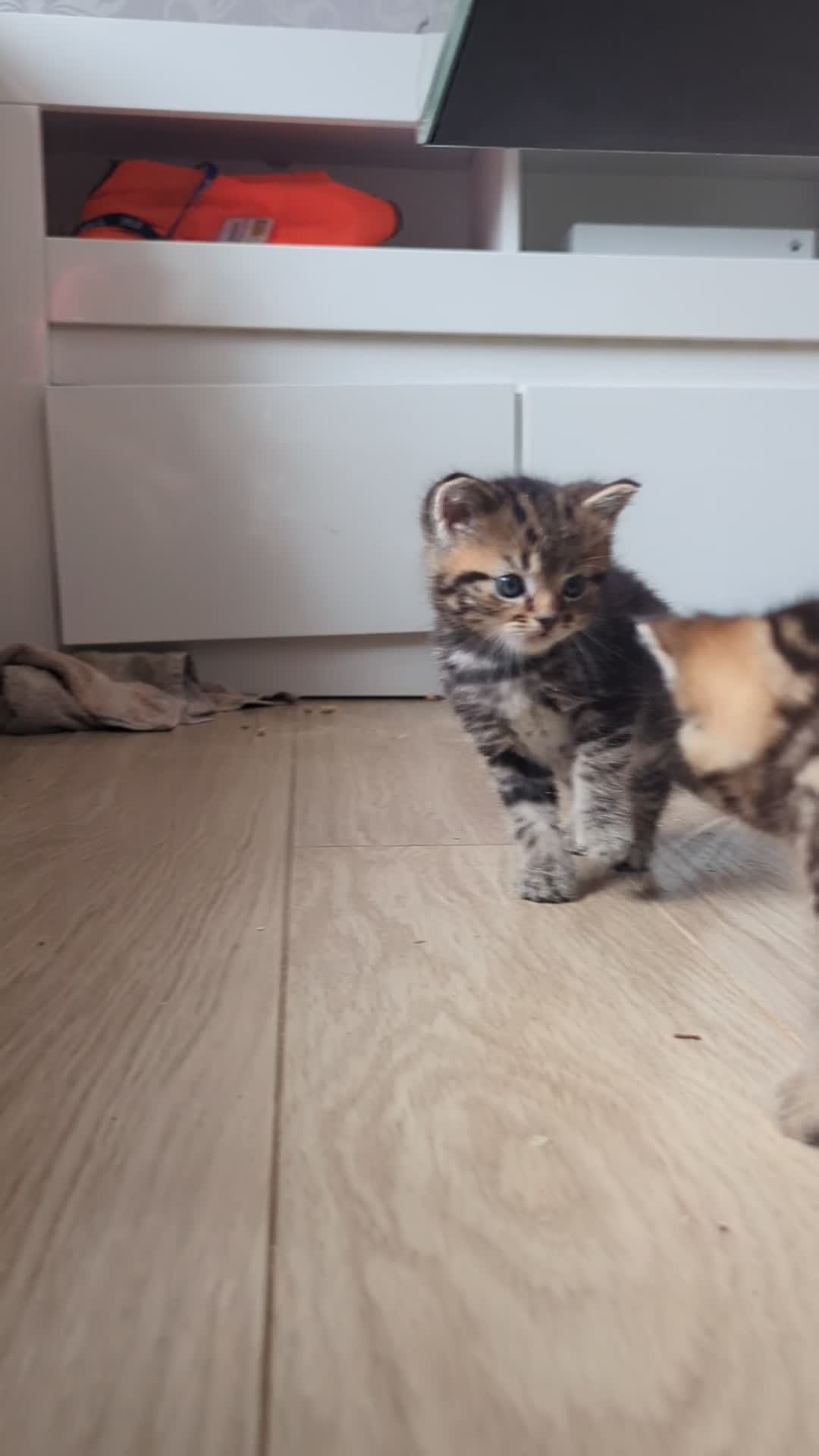 Persian cats for sale: Long haired doll faced Persian kittens X 4 - Video 2