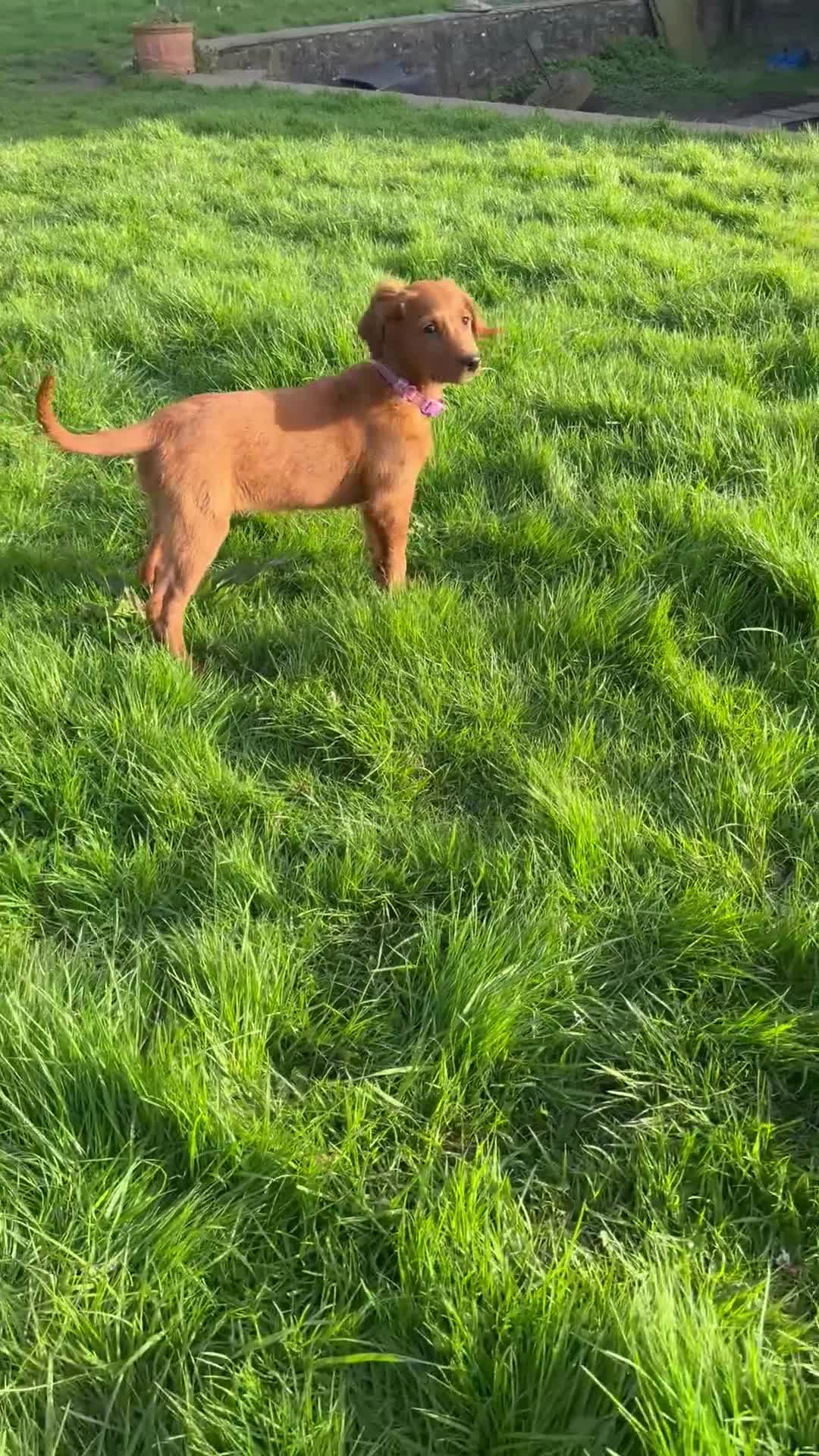Goldendoodle dogs for sale: Female Goldendoodle pup standard ready to leave   - Video 1