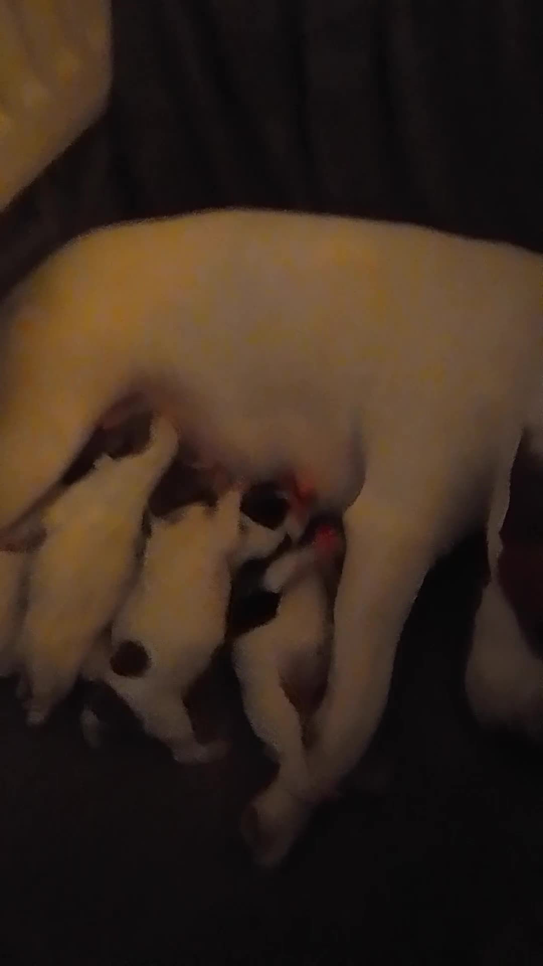 Jack Russell dogs for sale: Jack Russell 5 boy's - Video 4