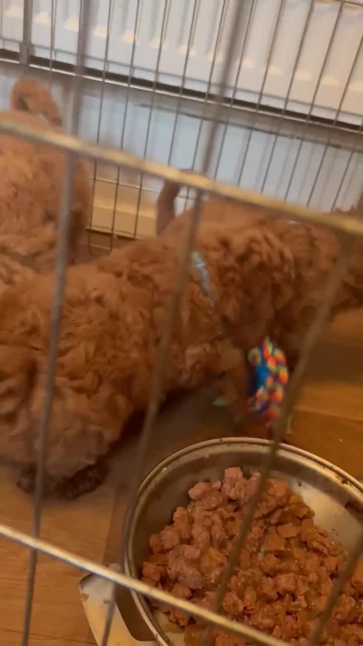 Cockapoo dogs for sale: Cockapoo Puppies - Video 1