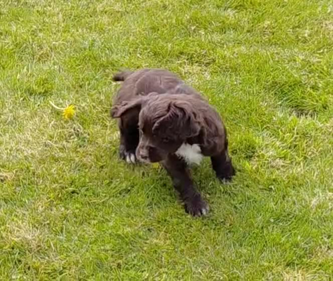 Cocker Spaniel dogs for sale: Adorable cocker spaniel puppies - Video 1