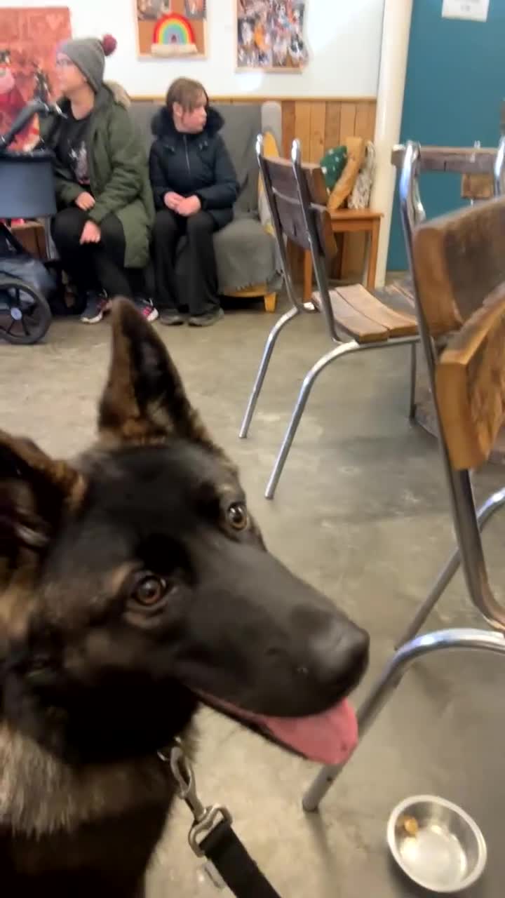 Mixed Breed dogs for sale: Nayas - Video 1