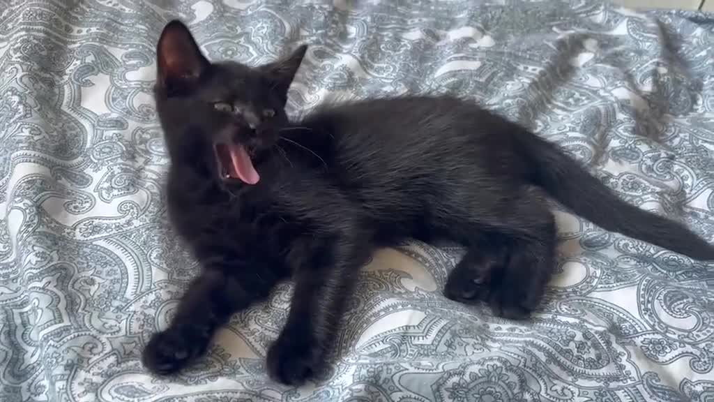 Mixed Breed cats for sale: Beautiful girl😻🐈‍⬛🐈‍⬛🐈‍⬛ - Video 3
