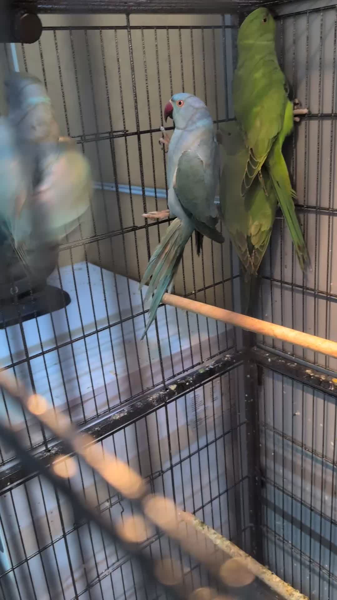 Ringnecks birds for sale: Indian Ringnecks Yellow and Green in Greenford - Video 1