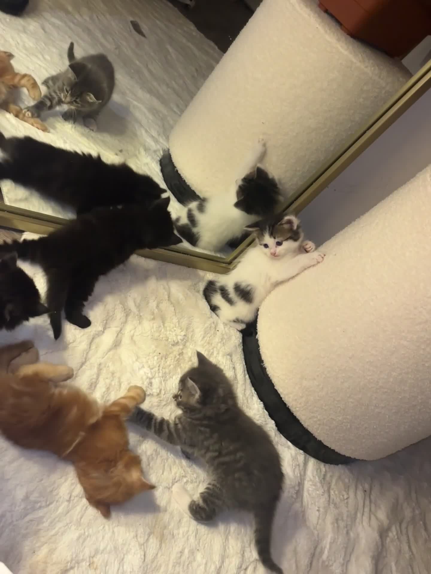 Ragdoll cats for sale: Beautiful main coon X ragdoll kittens - Video 1