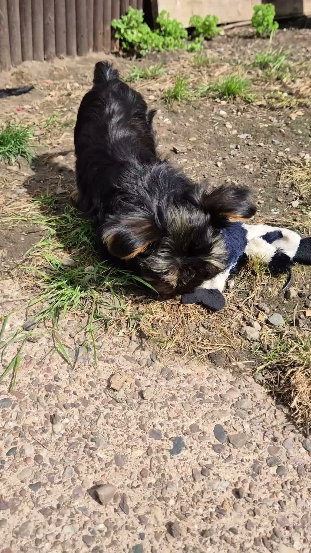 Yorkshire Terrier dogs for sale: 🐾 Beautiful Yorkshire Terrier Girls - Video 2