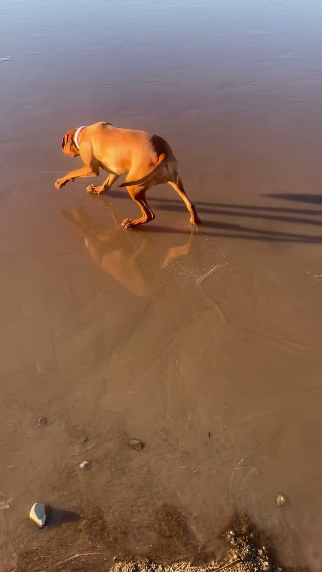 Hungarian Vizsla dogs for sale: 2 year old stunning athletic beautiful girl - Video 2