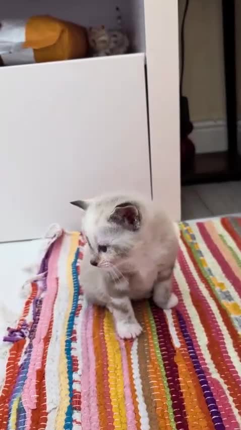 European cats for sale: 5 Beautiful  Kittens Looking for Forever Homes! - Video 2