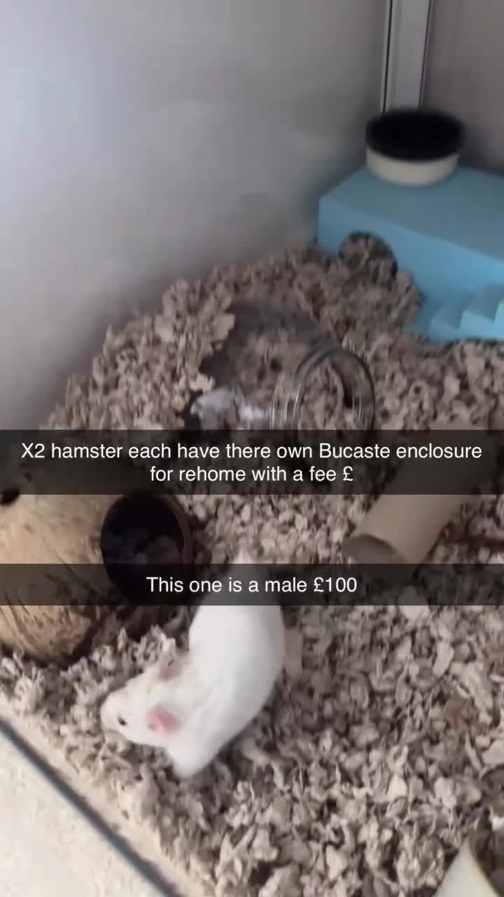 Hamster rodents for sale: Hamster’s 🐹 - Video 1