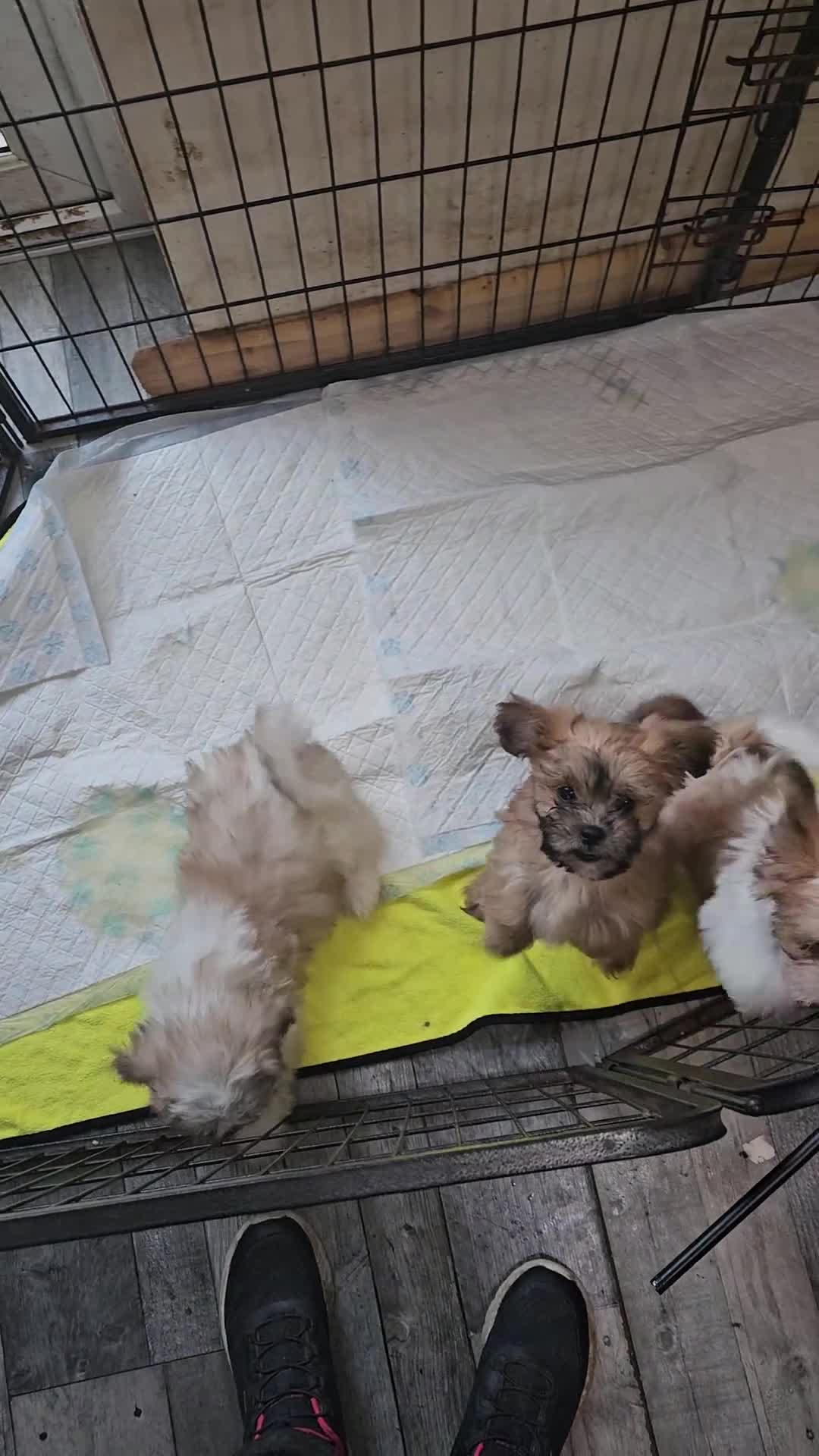 Zuchon dogs for sale: Zuchon F1 puppies - Video 1