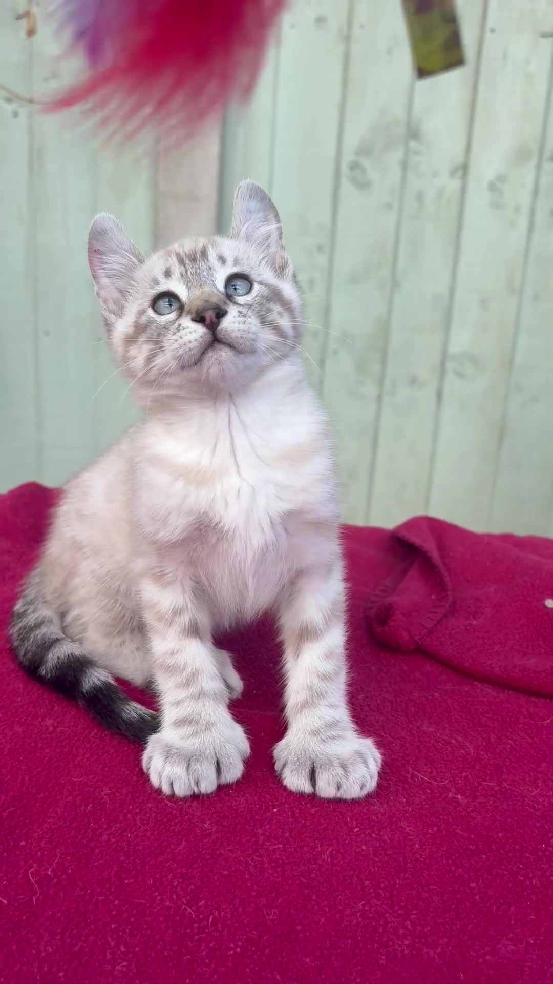 Keetso cats for sale: Superb very rare polydactyl curled eared keetsos  - Video 2