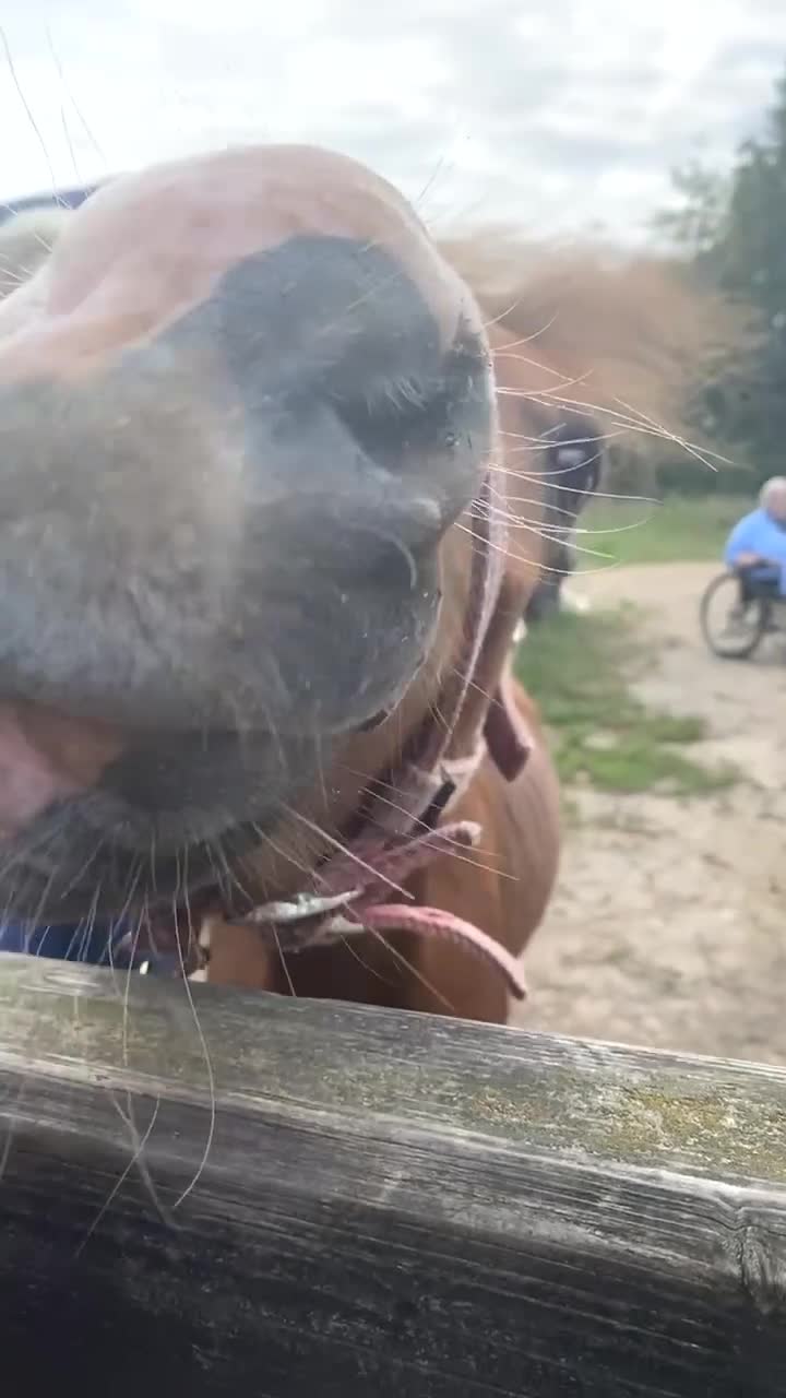 Welsh Section C horses for sale: colt for sale  - Video 1