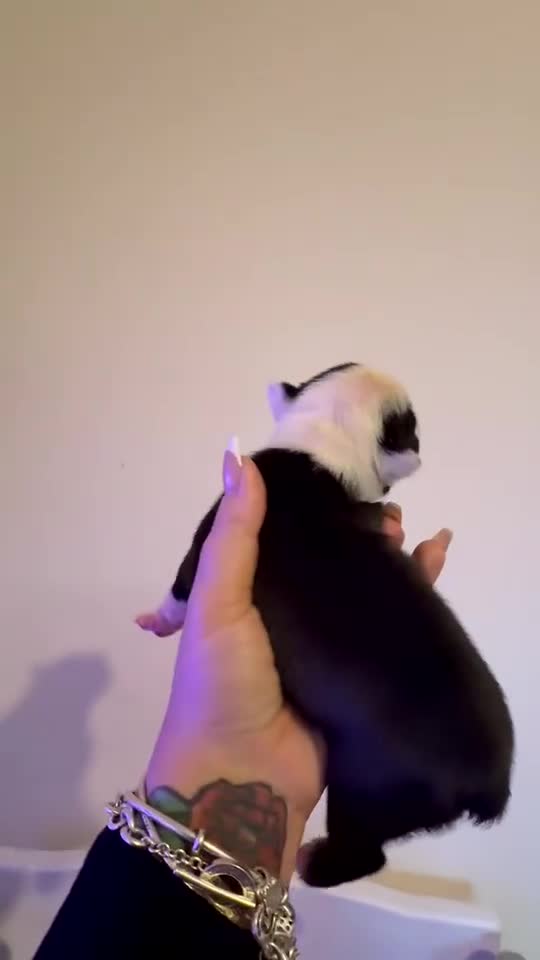 Boston Terrier dogs for sale: Quality Lines KC Registered Boston Terrier Puppies - Video 2