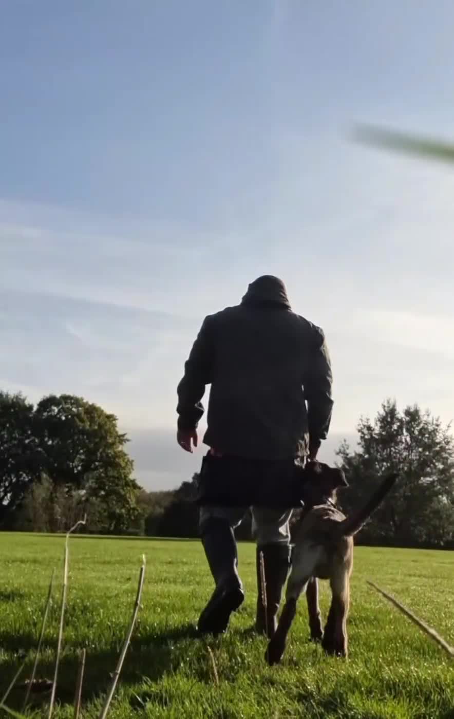 Belgian Shepherd Dog dogs for sale: 5 month old NVBK mali!!  - Video 4
