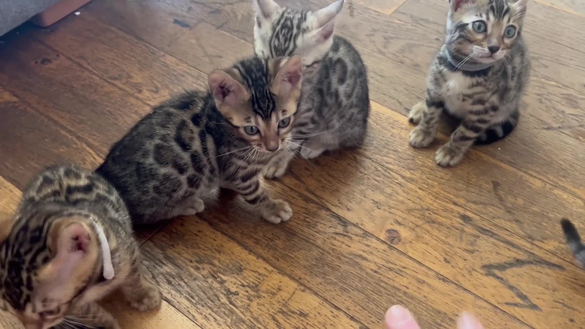 Bengal cats for sale: 5 Stunning Bengal girls ready for their new homes - Video 1