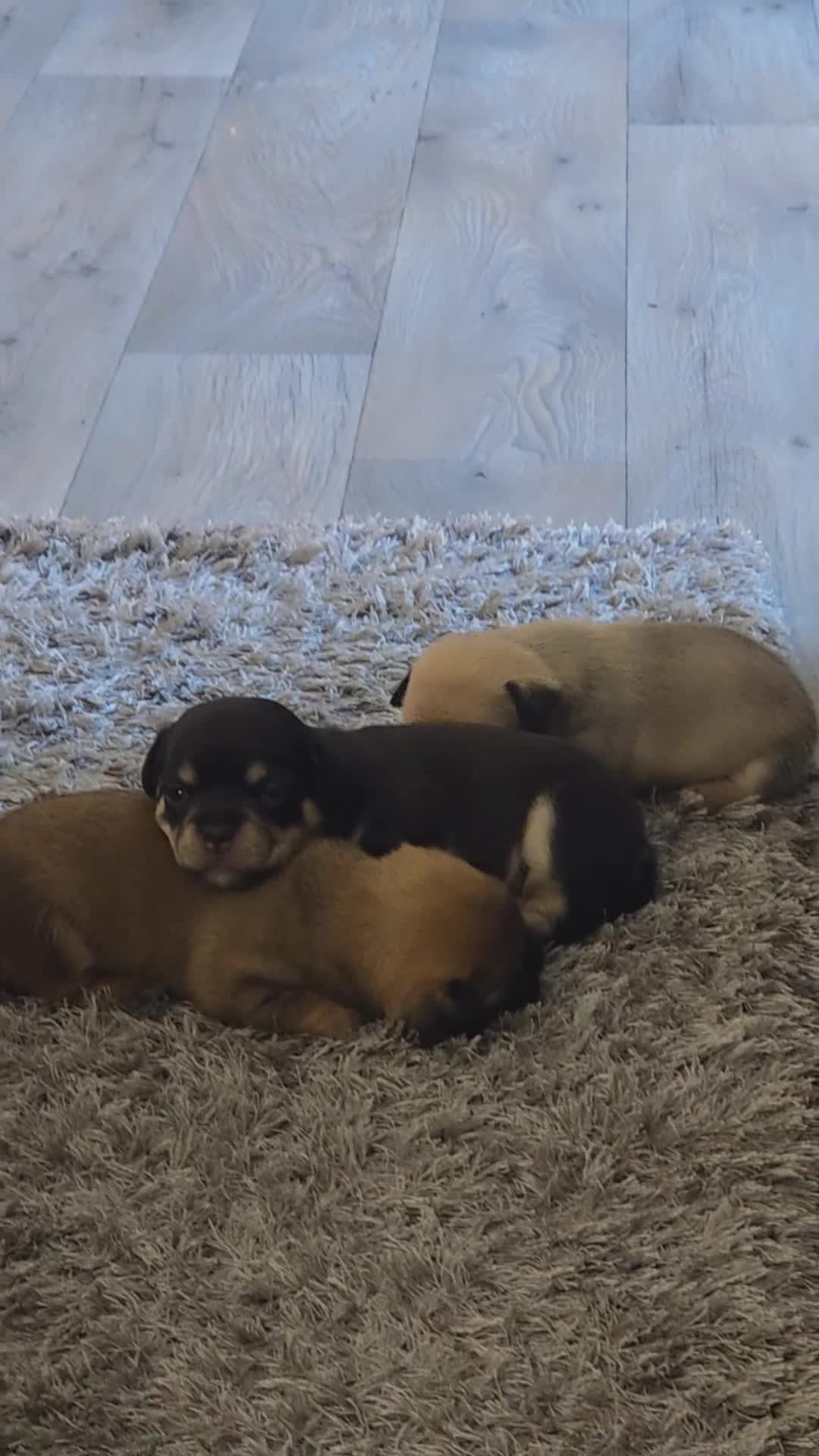 Chug dogs for sale: 2 male puppies... - Video 3