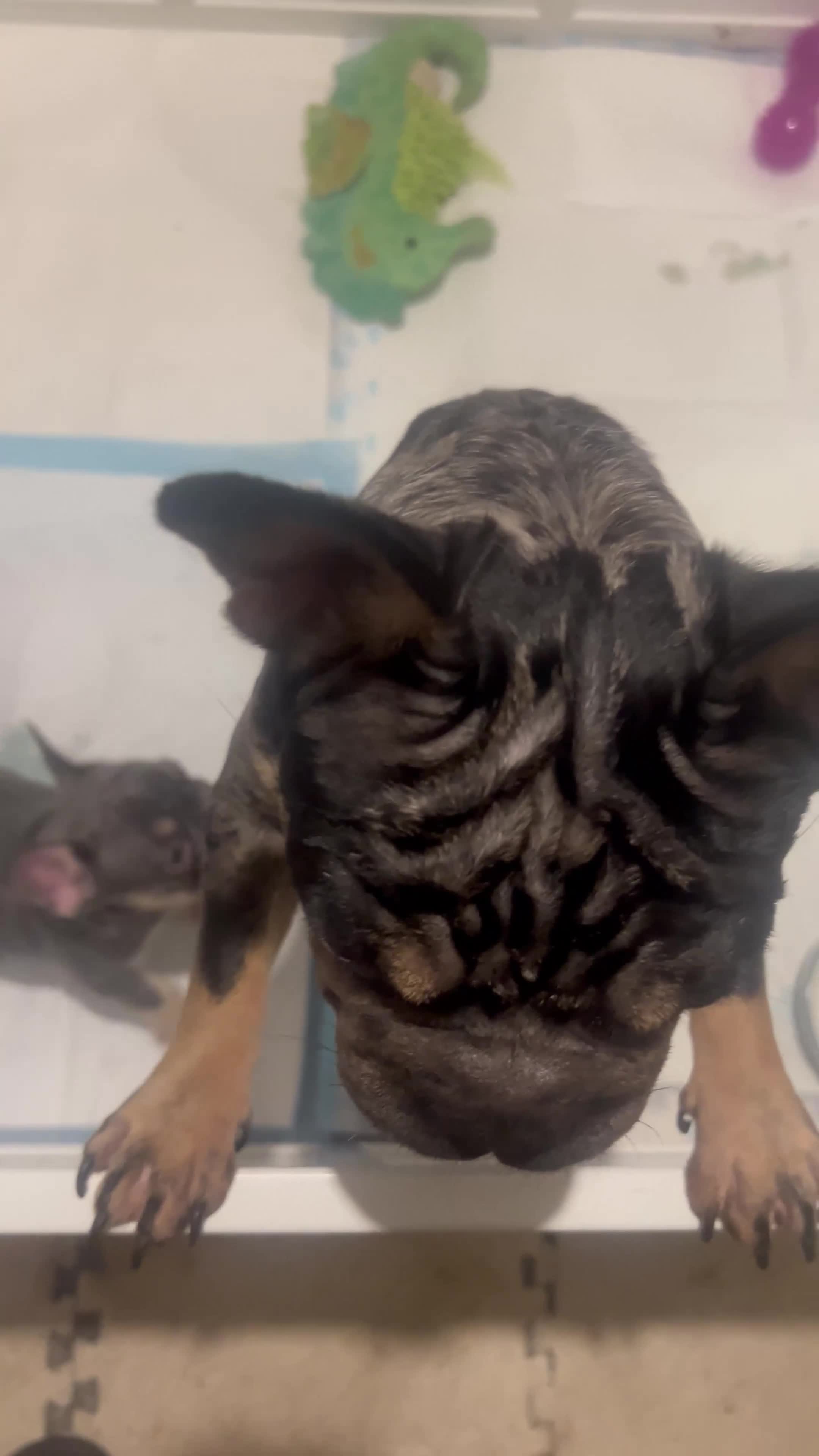 French Bulldog dogs for sale: 2 girls looking for forever home - Video 1
