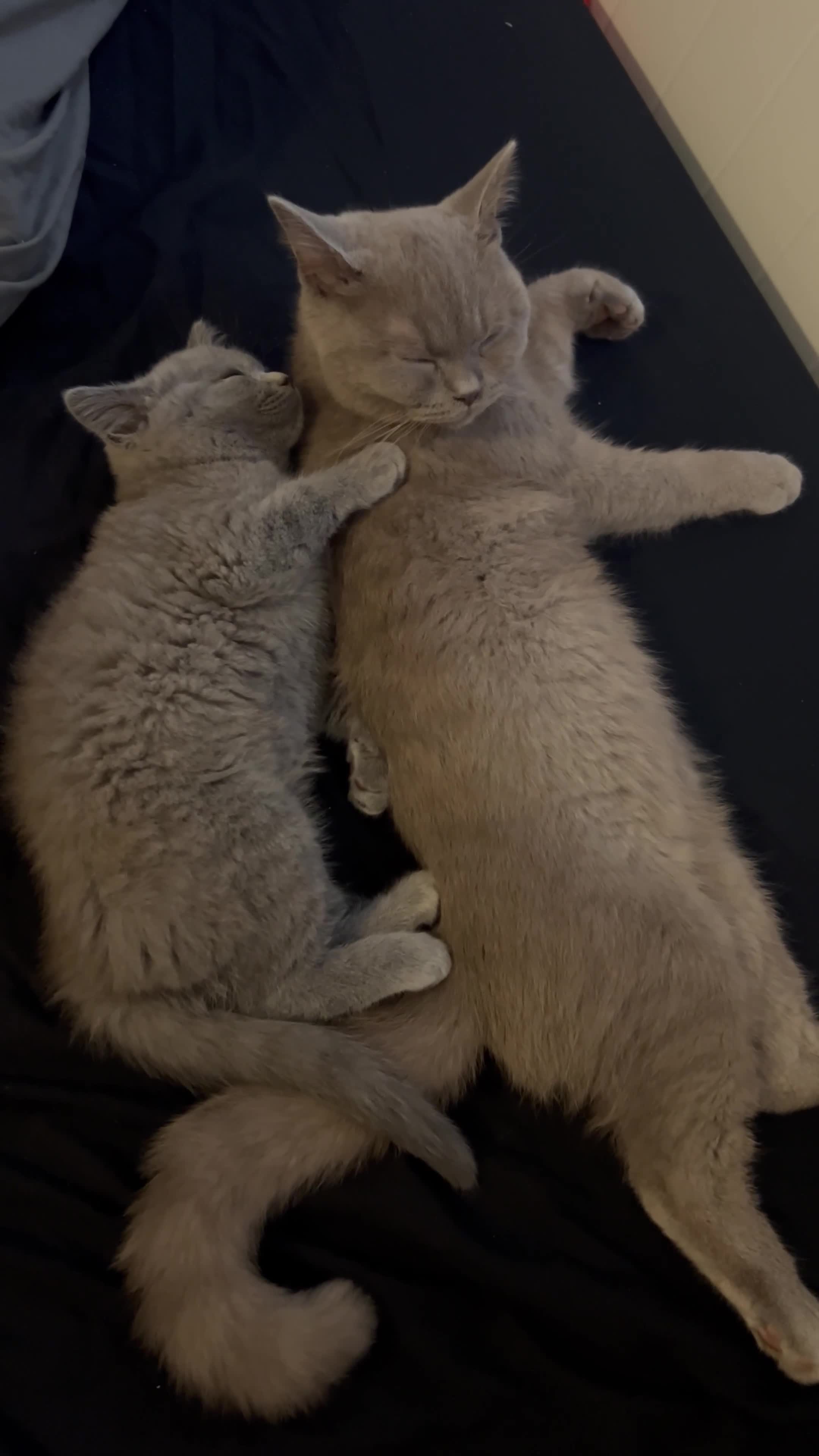 British Shorthair cats for sale: British shorthair kittens - Video 1