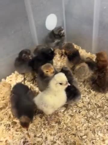 Chickens poultry for sale: Various chicks available  - Video 3
