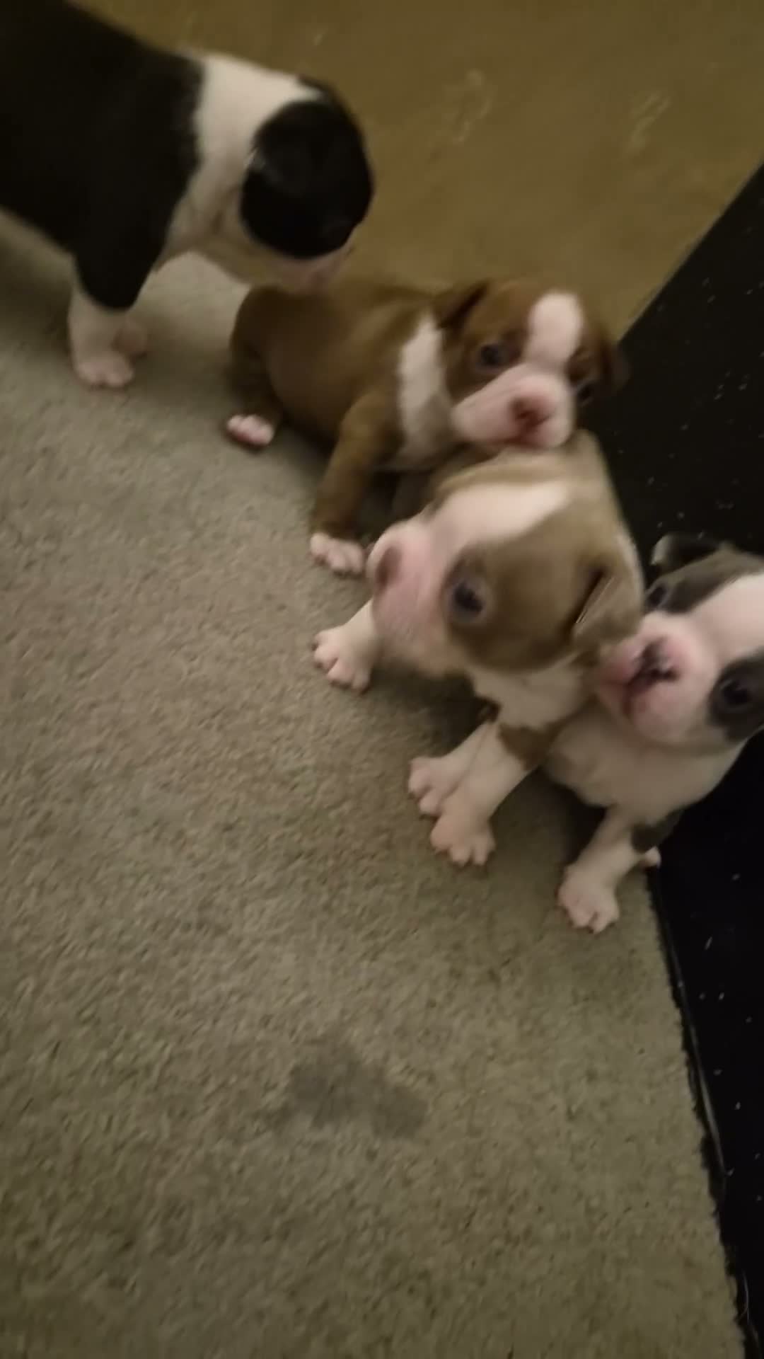 Boston Terrier dogs for sale: Beautiful boston puppies  - Video 1