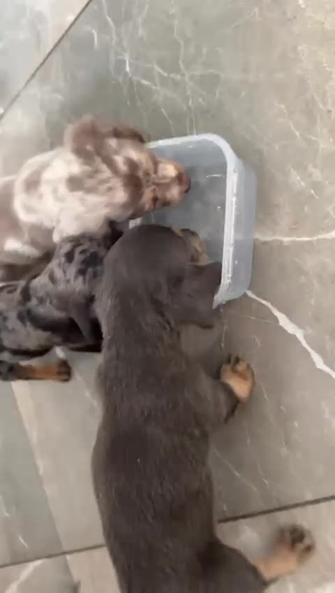 Miniature Dachshund dogs for sale: Beautiful Daches  - Video 1