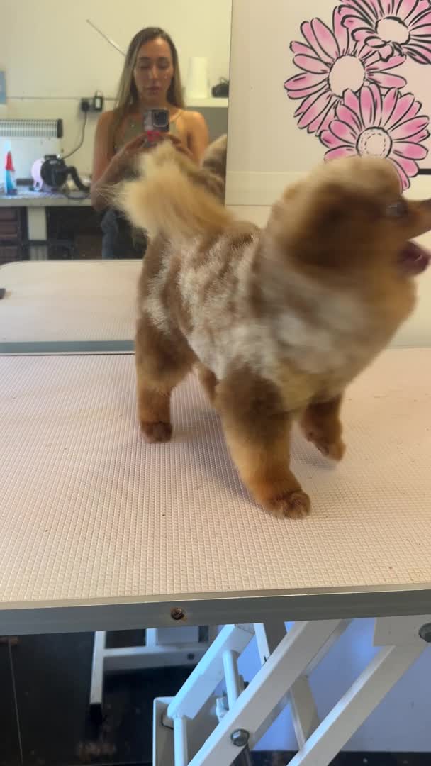 Pomeranian dogs for stud: STUD Chocolate and Tan Merle Blue Eyes Puppy Size in Guildford - Video 1